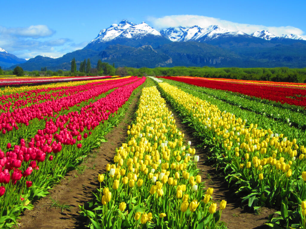 Campo de tulipas em Chubut. Crédito: Divulgação